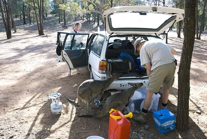 Canguri golosi al camping di Wilpena
